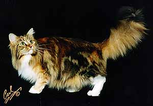 [Beauty, a
 Maine Coon cat]