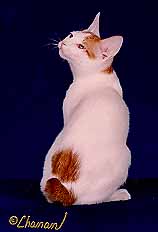 [Bratchild, a Japanese Bobtail]