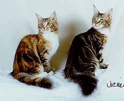 [Light and Beauty, Maine Coon kittens]