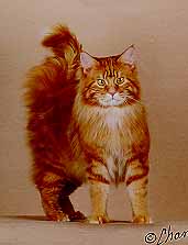 [Red, a Maine Coon]