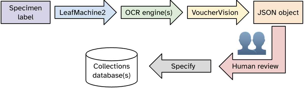 Diagram of the workflow from specimen label through
LeafMachine2, OCR engine(s), and VoucherVision to create the JSON
object, which is then reviewed by humans before feeding it into
Specify for it to reside in the collections database(s).